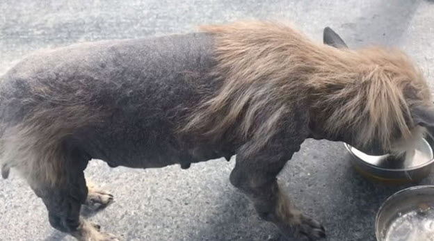 Illustration de l'article : Un chien en triste état leur coupe la route. Ils décident de lui venir en aide